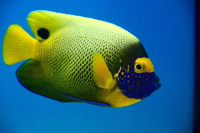 Reef Bar Aquarium Services Picture 9