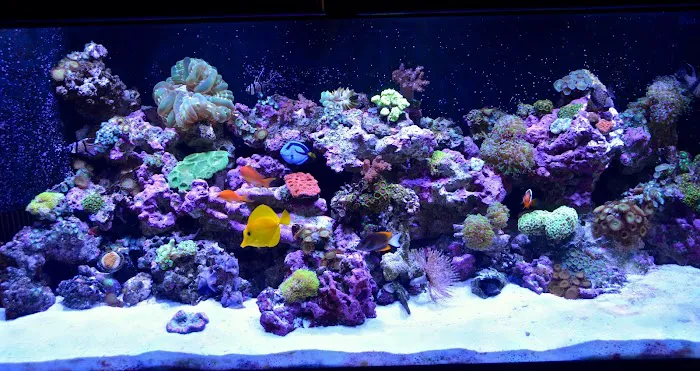 Reef Bar Aquarium Services Picture 10