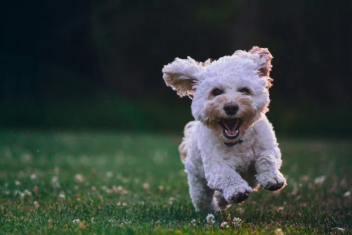Best Dog Dental Picture 1