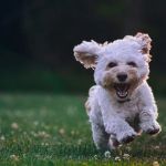 Best Dog Dental