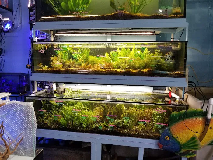 Pacific Aquarium & Plant Picture 9
