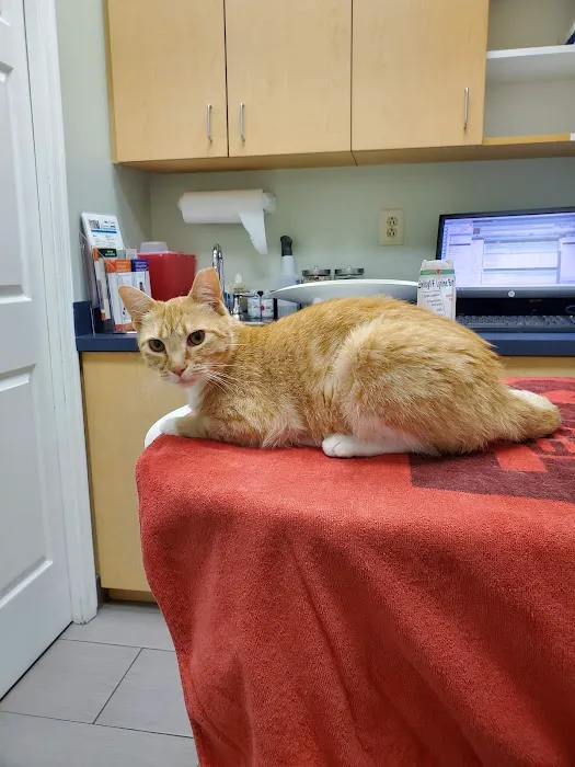 VCA Cat Hospital of Philadelphia Picture 2