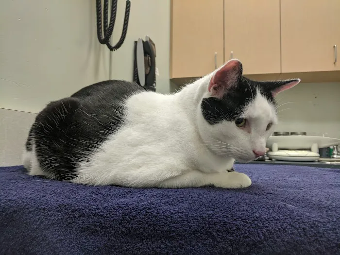 VCA Cat Hospital of Philadelphia Picture 10