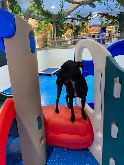 Happy Paws Pet Resort Picture 4