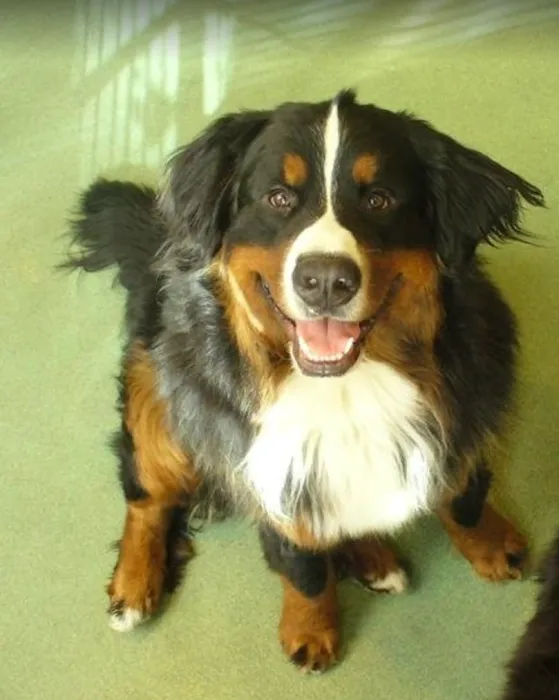 Happy Paws Pet Resort Picture 10