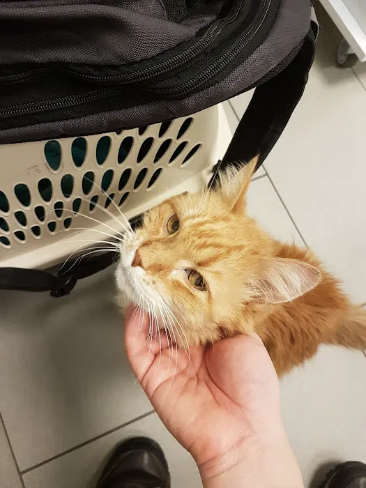 City Cat Vets Picture 2