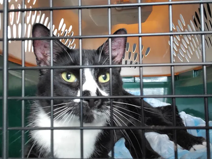 City Cat Vets Picture 5