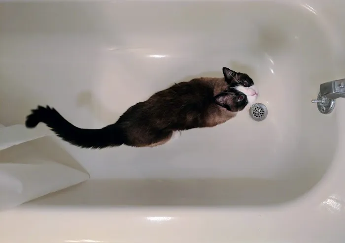 City Cat Vets Picture 7