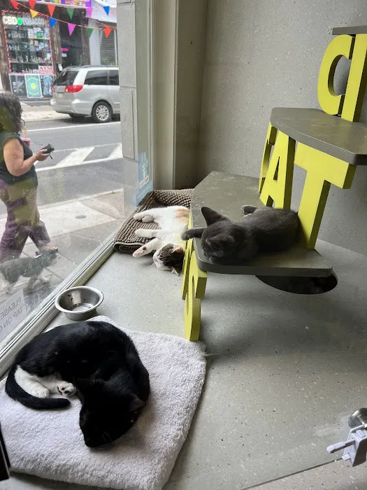 City Cat Vets Picture 9