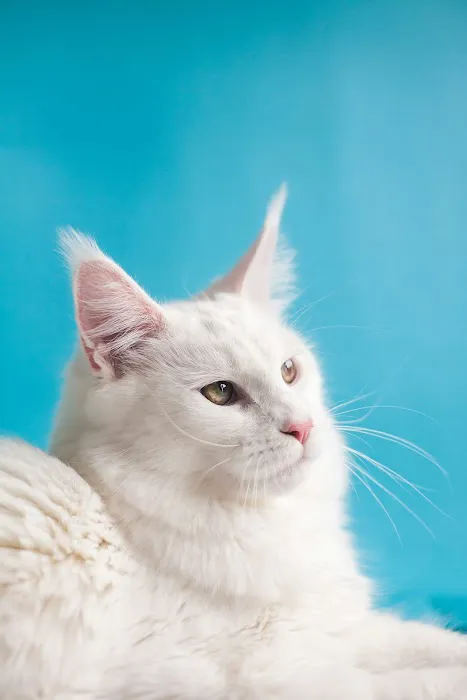 PerfectFurPets Picture 1