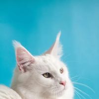 PerfectFurPets ico