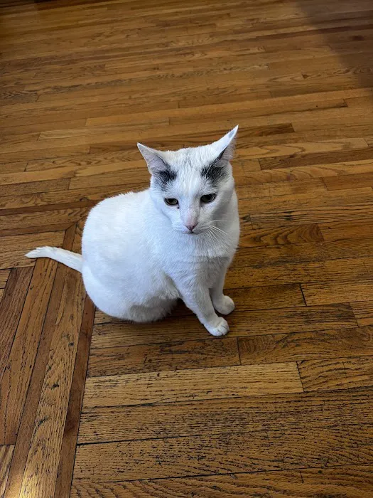 The Cat Doctor Picture 2