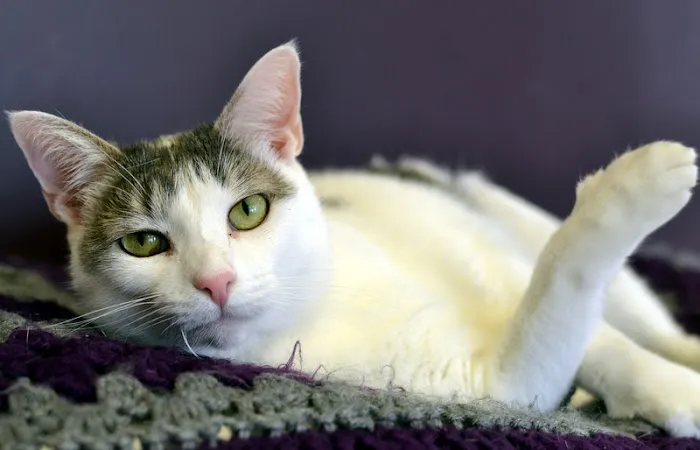 The Cat Doctor Picture 1