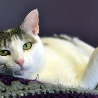 The Cat Doctor ico