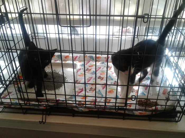 The Cat Doctor Picture 6