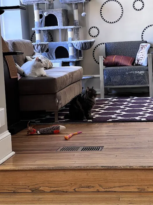 The Cat Doctor Picture 5