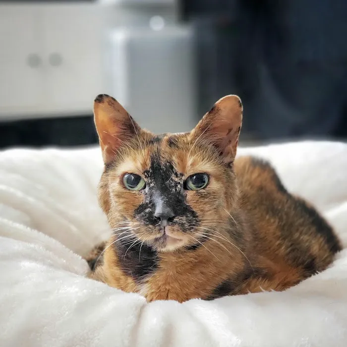 The Cat Doctor Picture 9