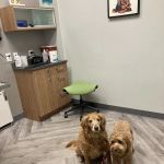 Art Museum Veterinary Center