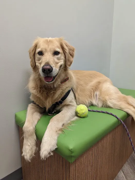 Art Museum Veterinary Center Picture 6