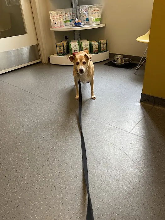 Center City Veterinary Hospital Picture 1