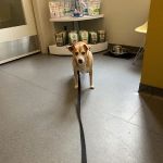 Center City Veterinary Hospital
