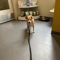 Center City Veterinary Hospital ico