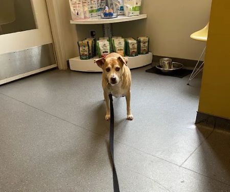 Center City Veterinary Hospital