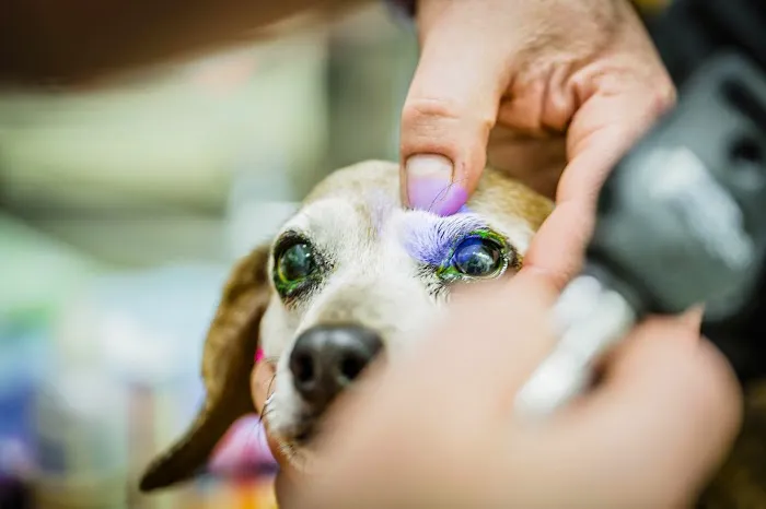 Center City Veterinary Hospital Picture 4