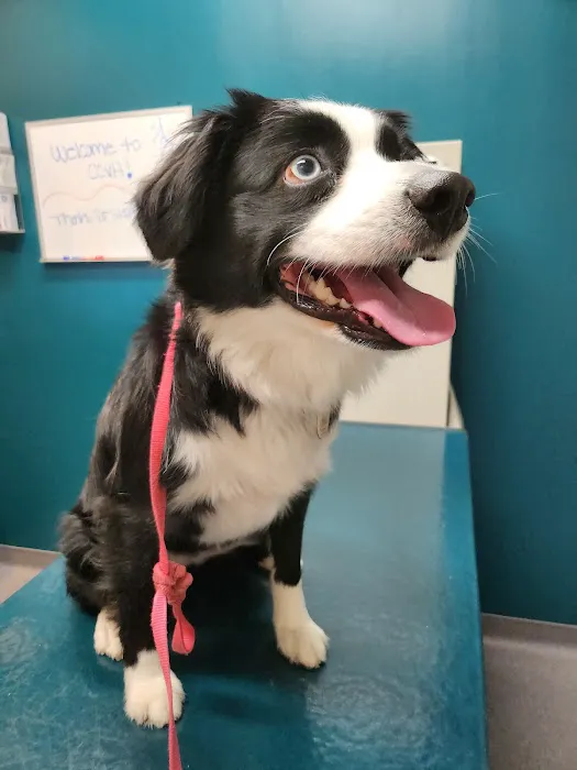 Center City Veterinary Hospital Picture 8