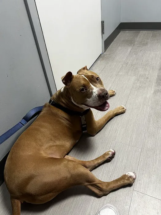 Washington Ave Animal Hospital Picture 1