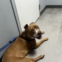 Washington Ave Animal Hospital ico