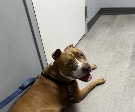 Washington Ave Animal Hospital