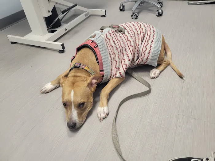 Washington Ave Animal Hospital Picture 3