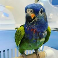 Avian & Exotic Philly Vet Medical Surgical Clinic ico