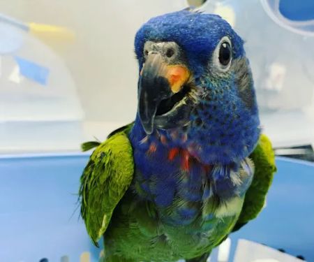 Avian & Exotic Philly Vet Medical Surgical Clinic