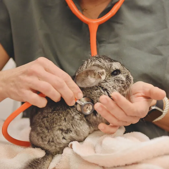 Avian & Exotic Philly Vet Medical Surgical Clinic Picture 3