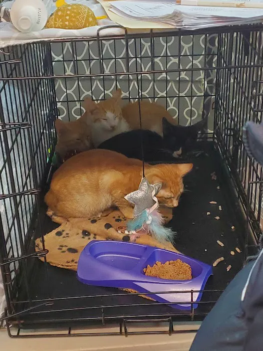 Fussy Friends Pet Supplies Picture 10