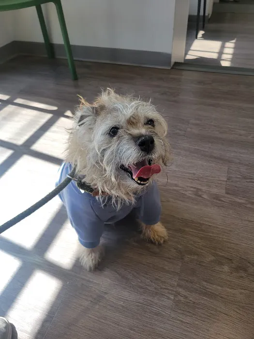 Queen Village Animal Hospital Picture 7