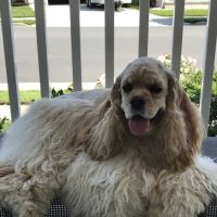 Pet Dermatology Center Philly ico