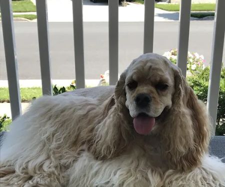 Pet Dermatology Center Philly