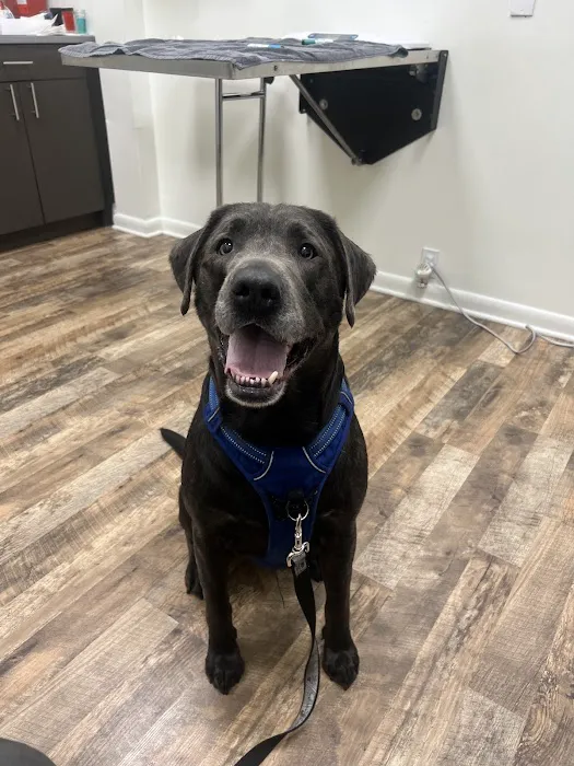 Pet Dermatology Center Philly Picture 5