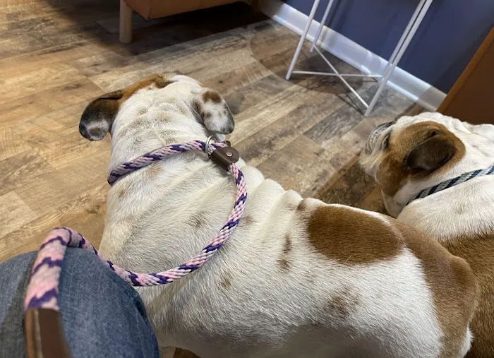 Pet Dermatology Center Philly Picture 8