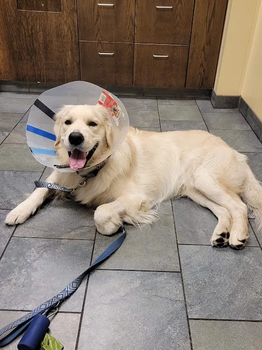 Society Hill Veterinary Hospital Picture 3