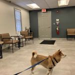 Society Hill Veterinary Hospital