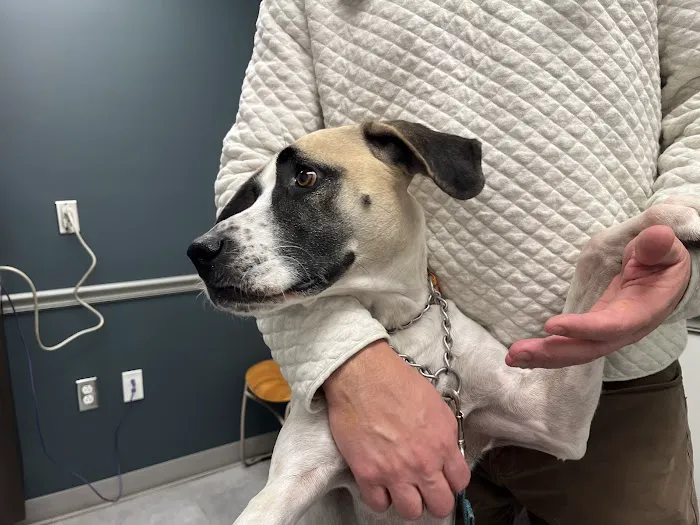 Society Hill Veterinary Hospital Picture 9