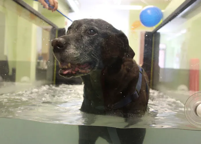 WAG: Whole Animal Gym Picture 1