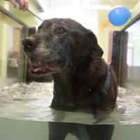 WAG: Whole Animal Gym ico