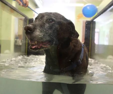 WAG: Whole Animal Gym
