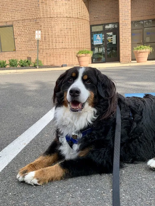 WAG: Whole Animal Gym Picture 2