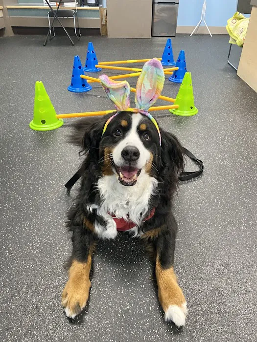 WAG: Whole Animal Gym Picture 6